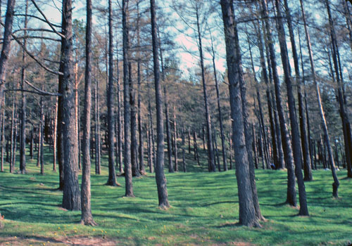 Siberian Forest